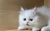 养猫需要准备什么东西
