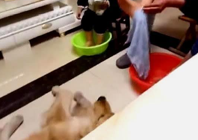 金毛对待主人和小主人时,截然不同的态度,主人:心机狗 金毛对待主人和小主人时,截然不同的态度,主人:心机狗