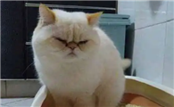 幼猫身上猫屎味太重了怎么办