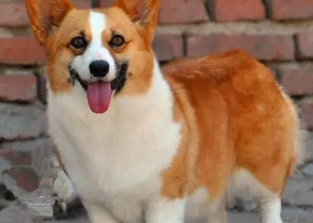 纯柯基犬一般多少钱一只