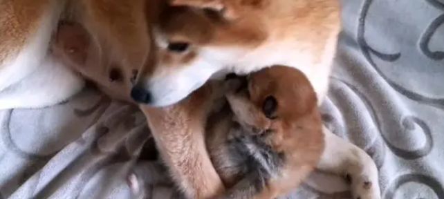 柴犬紧紧搂住奶狗,不让主人抱走,就生了一只,别送人了 柴犬紧紧搂住奶狗,不让主人抱走,就生了一只,别送人了
