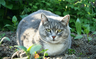 樟脑丸对猫有害吗