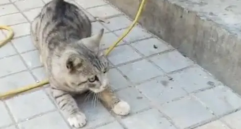 猫咪辛辛苦苦抓的耗子,一不留神就被二哈给偷了,真是气死猫了 猫咪辛辛苦苦抓的耗子,一不留神就被二哈给偷了,真是气死猫了