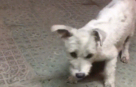 流浪狗殷勤讨好路人，只为给孩子找一个家：我的孩子不能再流浪