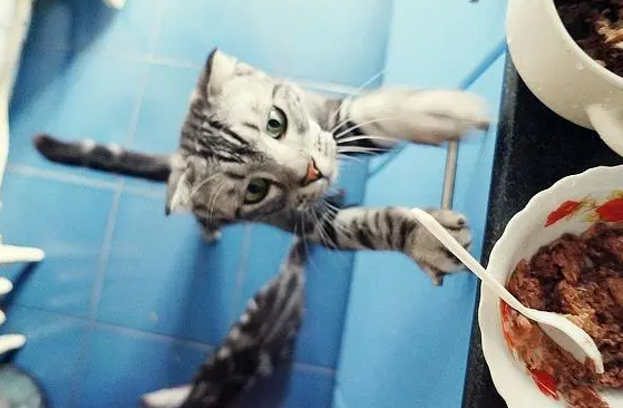 史上最惨的虐猫案