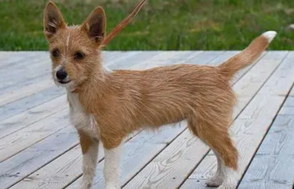小型葡萄牙波登可犬