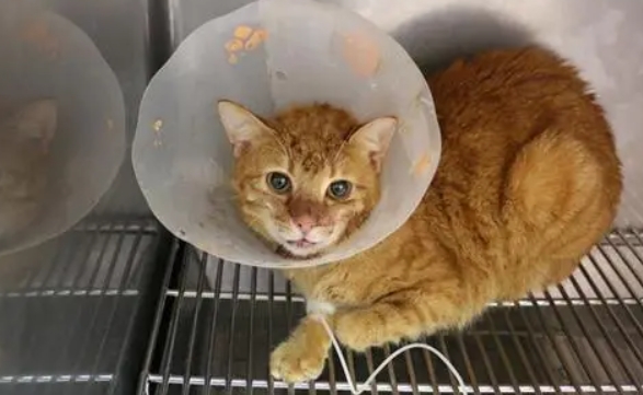 小猫脑震荡有什么症状