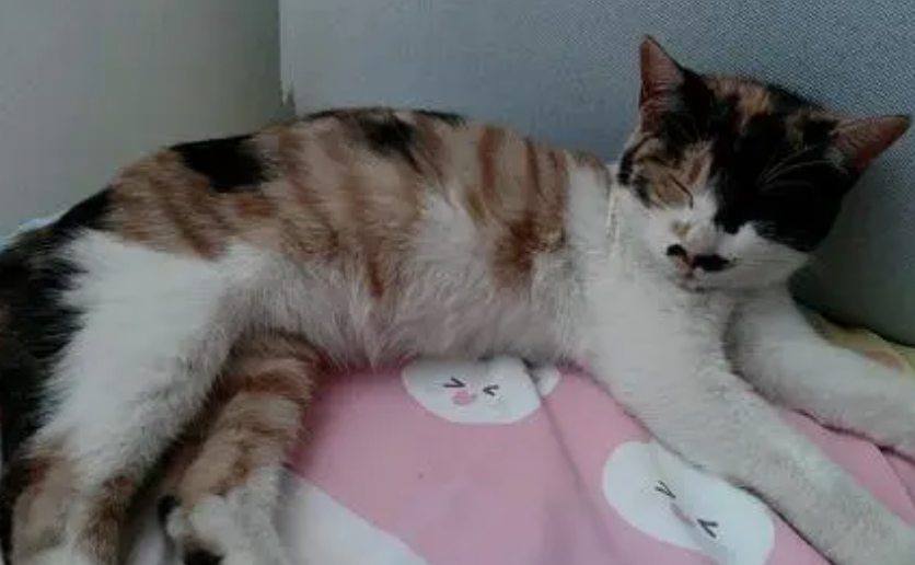 3万只才出现1只!雄性三色花猫身价高达百万 3万只才出现1只!雄性三色花猫身价高达百万