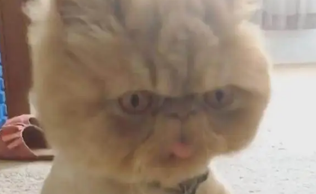 猫咪做完绝育后,主人担心它做傻事,早上起床时看到了眼前这幕 猫咪做完绝育后,主人担心它做傻事,早上起床时看到了眼前这幕