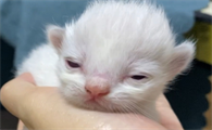 小猫睁眼需要多少天