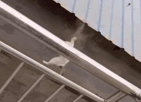 火爆全网的”犟种猫”,反复摔倒反复跳楼顶,却把上千网友看哭了 火爆全网的”犟种猫”,反复摔倒反复跳楼顶,却把上千网友看哭了