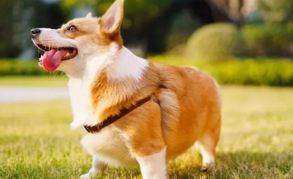 狗狗品种:威尔士柯基犬 狗狗品种:威尔士柯基犬