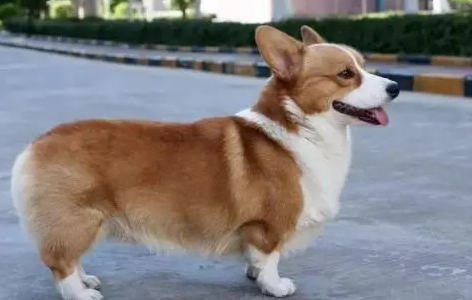 柯基犬突然后腿站不起来是为什么