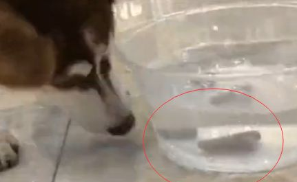 主人故意把哈士奇最爱吃的火腿肠丢进水里,二哈的反应让人笑喷 主人故意把哈士奇最爱吃的火腿肠丢进水里,二哈的反应让人笑喷