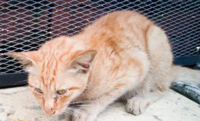 小猫吐食物是怎么回事