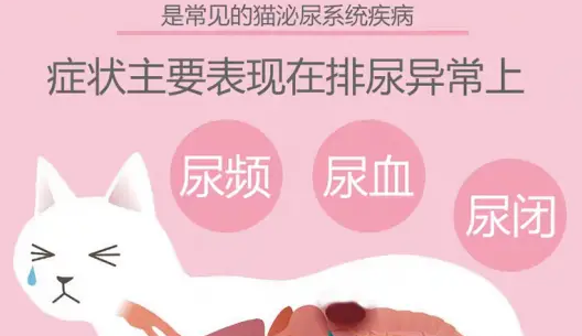 活力泰泌尿护理功能粮，国产猫粮的良心之作