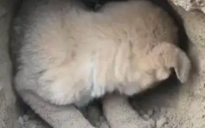 狗妈被狗贩子捉走,小狗野外独自流浪,又冷又没食物 狗妈被狗贩子捉走,小狗野外独自流浪,又冷又没食物