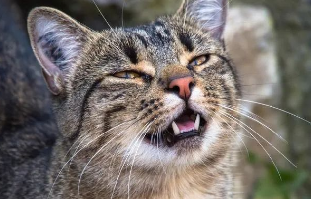 猫天天上午嚎叫怎么回事,究竟是天性还是什么?了解猫咪嚎叫原因 猫天天上午嚎叫怎么回事,究竟是天性还是什么?了解猫咪嚎叫原因