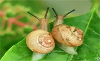 关于蜗牛足迹的小秘密,你知道多少?