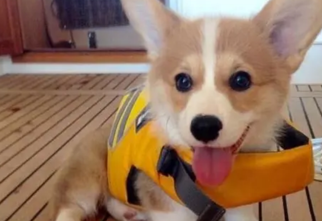 柯基犬吃什么食物好 柯基犬吃什么食物好