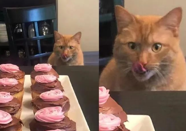 猫咪爱吃面条,每天都去面馆“化缘”,网友:今天吃点面条,拌点猫粮卤子~ 猫咪爱吃面条,每天都去面馆“化缘”,网友:今天吃点面条,拌点猫粮卤子~