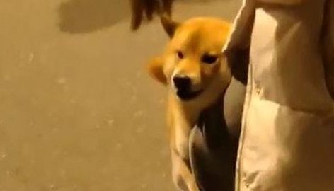街上两个狗狗在吵架,柴犬想过去凑热闹,下一秒却把路人逗笑了! 街上两个狗狗在吵架,柴犬想过去凑热闹,下一秒却把路人逗笑了!