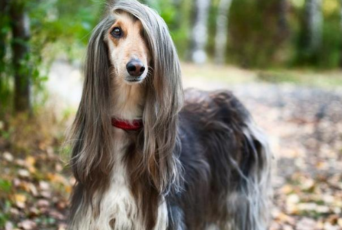 阿富汗猎犬训练 享受训练过程中的乐趣