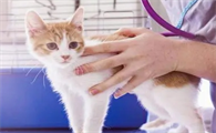 小猫刚到家一直叫怎么办