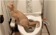 一进洗手间猫就叫