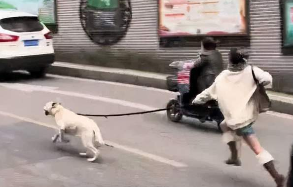 史上最强助攻！拉布拉多为帮女主人脱单，竟然在街上狂追男生？