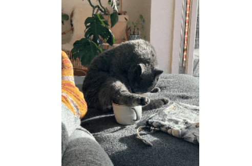 大半夜被猫一口吐在头上,铲屎官梦中惊坐起:啊啊啊当场就差点哭了! 大半夜被猫一口吐在头上,铲屎官梦中惊坐起:啊啊啊当场就差点哭了!