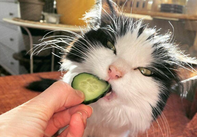 这只猫咪的饮食也太健康了，不爱罐头却喜欢黄瓜