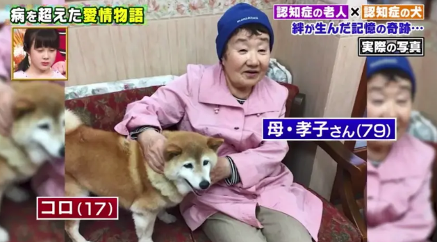 19岁柴犬和主人患上老年痴呆!却只认识彼此:谢谢你,陪了我一生 19岁柴犬和主人患上老年痴呆!却只认识彼此:谢谢你,陪了我一生