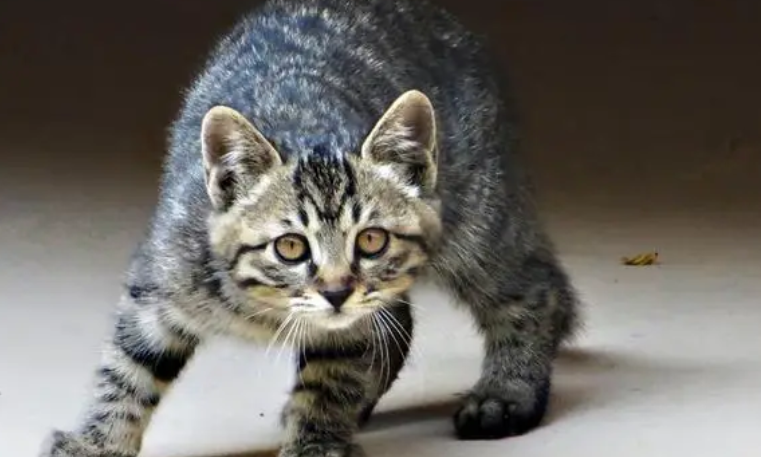 怎样自己在家给猫咪驱虫 怎样自己在家给猫咪驱虫