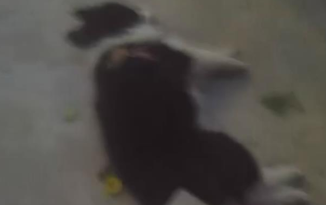 宠物狗吓哭小孩被摔死,主人回应:没牵狗绳有责任,但狗没咬人 宠物狗吓哭小孩被摔死,主人回应:没牵狗绳有责任,但狗没咬人