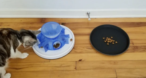 重磅发现！猫咪喜欢不劳而获？