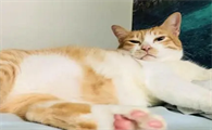 小猫呼吸声一直轰隆轰隆的