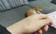 张文宏说被猫咬不打疫苗