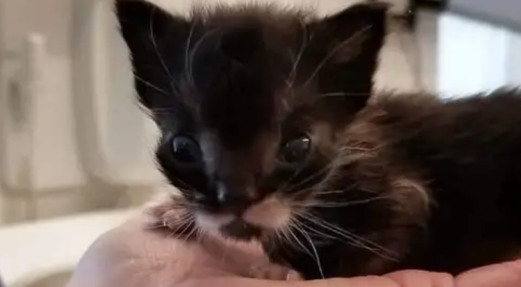 猫咪的身材只有勺子大小,宠主平时都不敢碰它,总害怕将它压伤了 猫咪的身材只有勺子大小,宠主平时都不敢碰它,总害怕将它压伤了