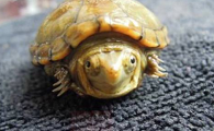 东方泥龟公龟母龟哪个贵些