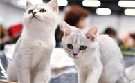 养猫满屋子都是毛怎解决