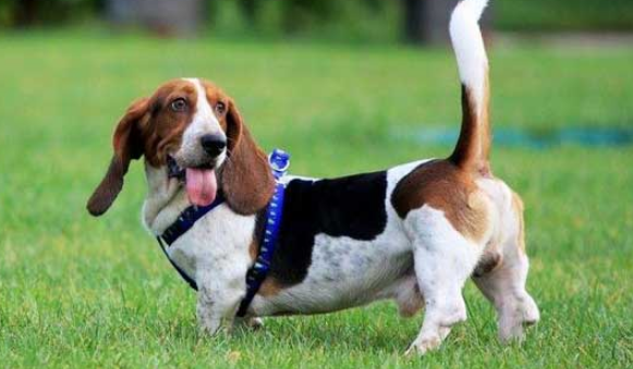 怎样训练巴吉度犬?三种口令让你与它更亲近 怎样训练巴吉度犬?三种口令让你与它更亲近