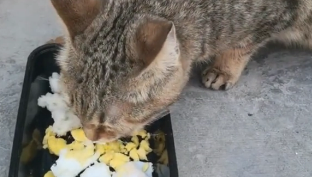 猫咪被困水泥缝隙，哭泣求助，猫：我就睡个觉，谁把口封上了？