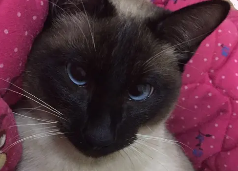 黑色暹罗猫是不是暹罗