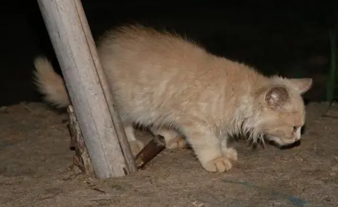 夜晚有猫进入家里是吉是凶