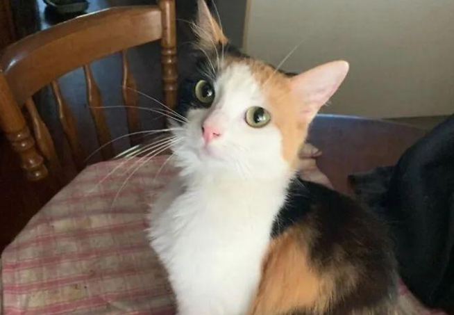 小奶猫出生后十分虚弱差点夭折，被精心照顾后变身美艳猫咪