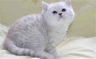 英短猫的叫声为什么这么小