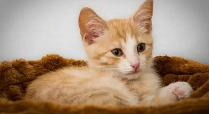 一直养猫为什么会突然猫过敏