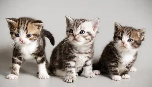 怎样把猫整崩溃 怎样把猫整崩溃