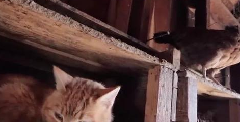 橘猫从小和鸡群生活在一起，长大后竟以为自己是鸡：我也想要下蛋